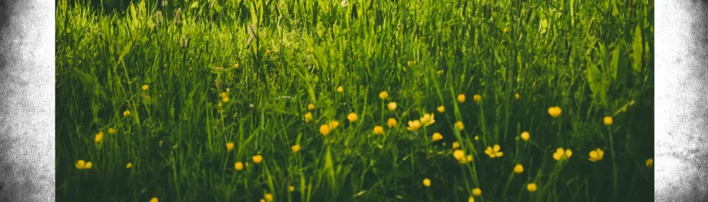 herbe avec boutons d'or
