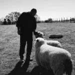 alexandre sourget avec des moutons