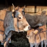 vaches aubrac