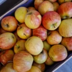 pomme
