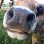 vache